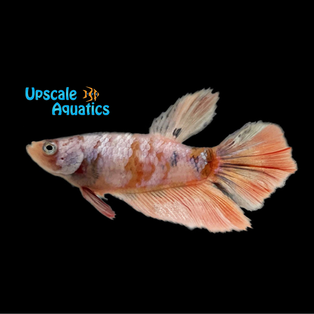 Nemo Koi Halfmoon Betta - Female (Betta splendens)