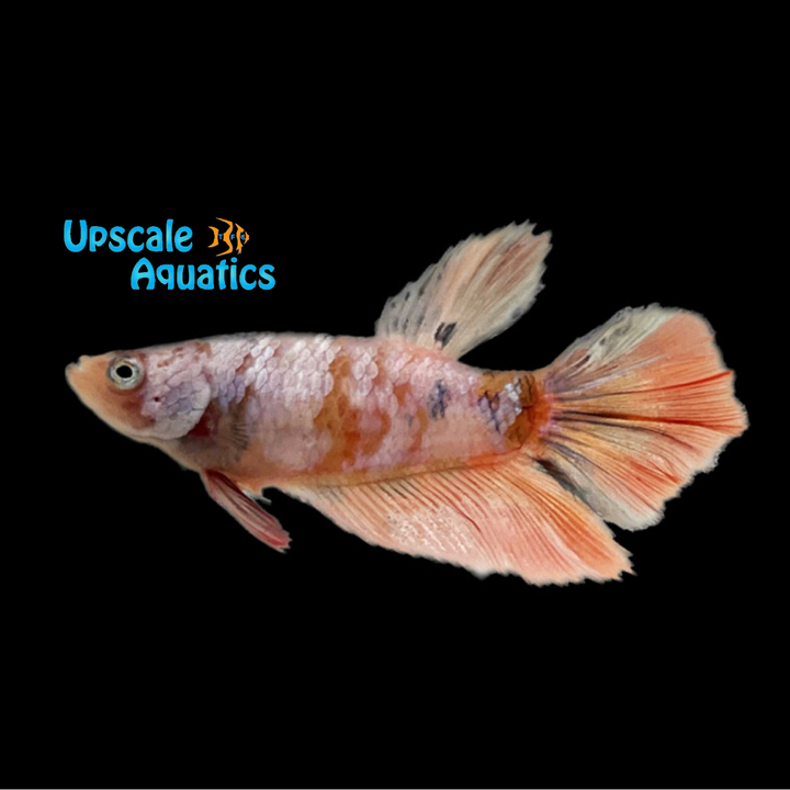 Nemo Koi Halfmoon Betta - Female (Betta splendens)