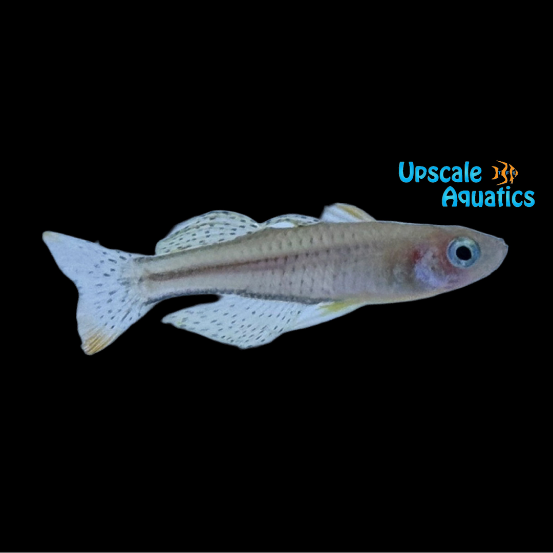 Gertrude's Rainbowfish 'Dekai' (Pseudomugil gertrudae)