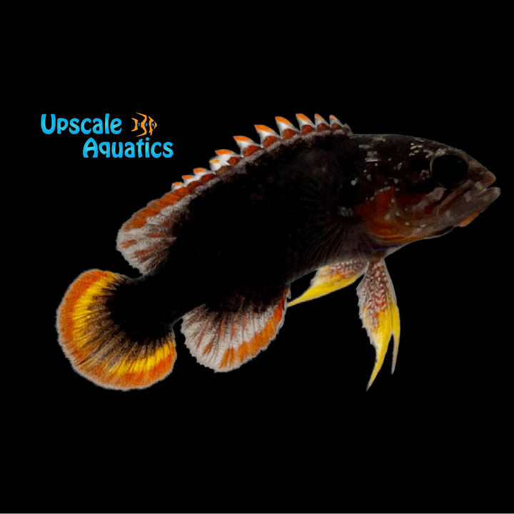 Sharp Nosed Longfin Grouper (Plesiops oxycephalus)