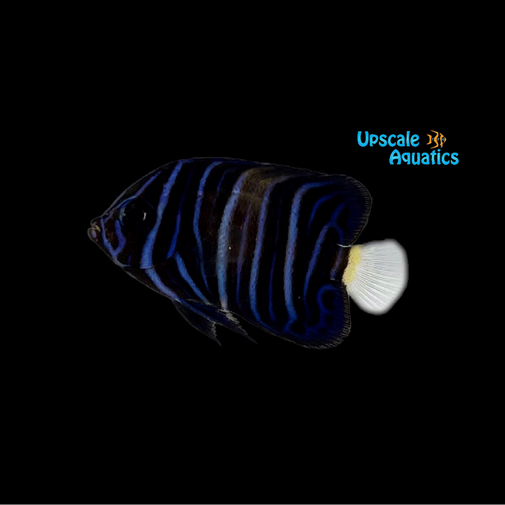 Asfur Angelfish - Juvenile 'Captive Bred' (Pomacanthus asfur)