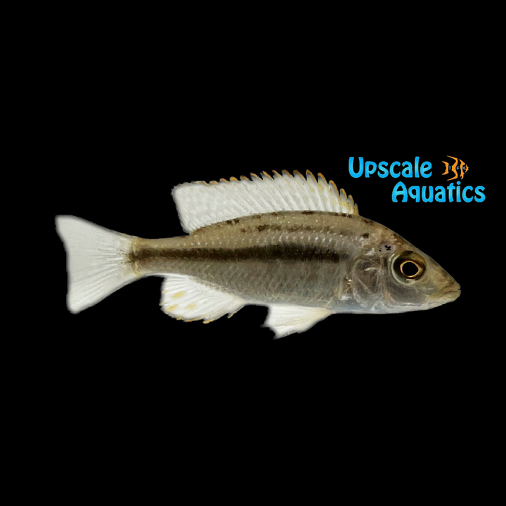 Dimidiochromis Strigatus