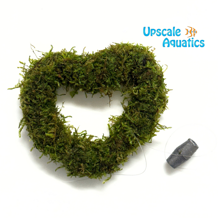 Christmas Moss (Vesicularia montagnei)