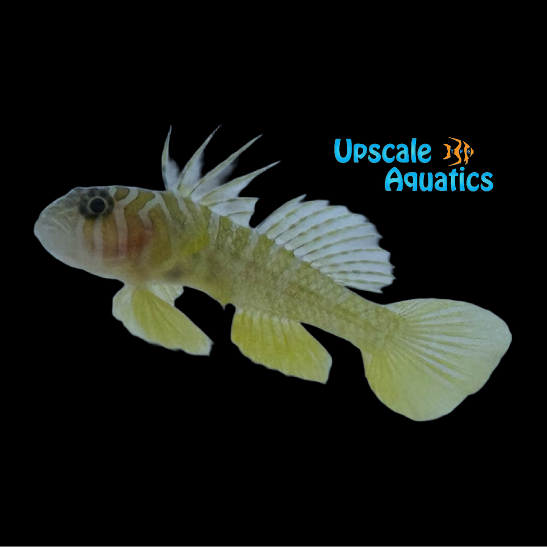Girdled Goby (Priolepis cincta)