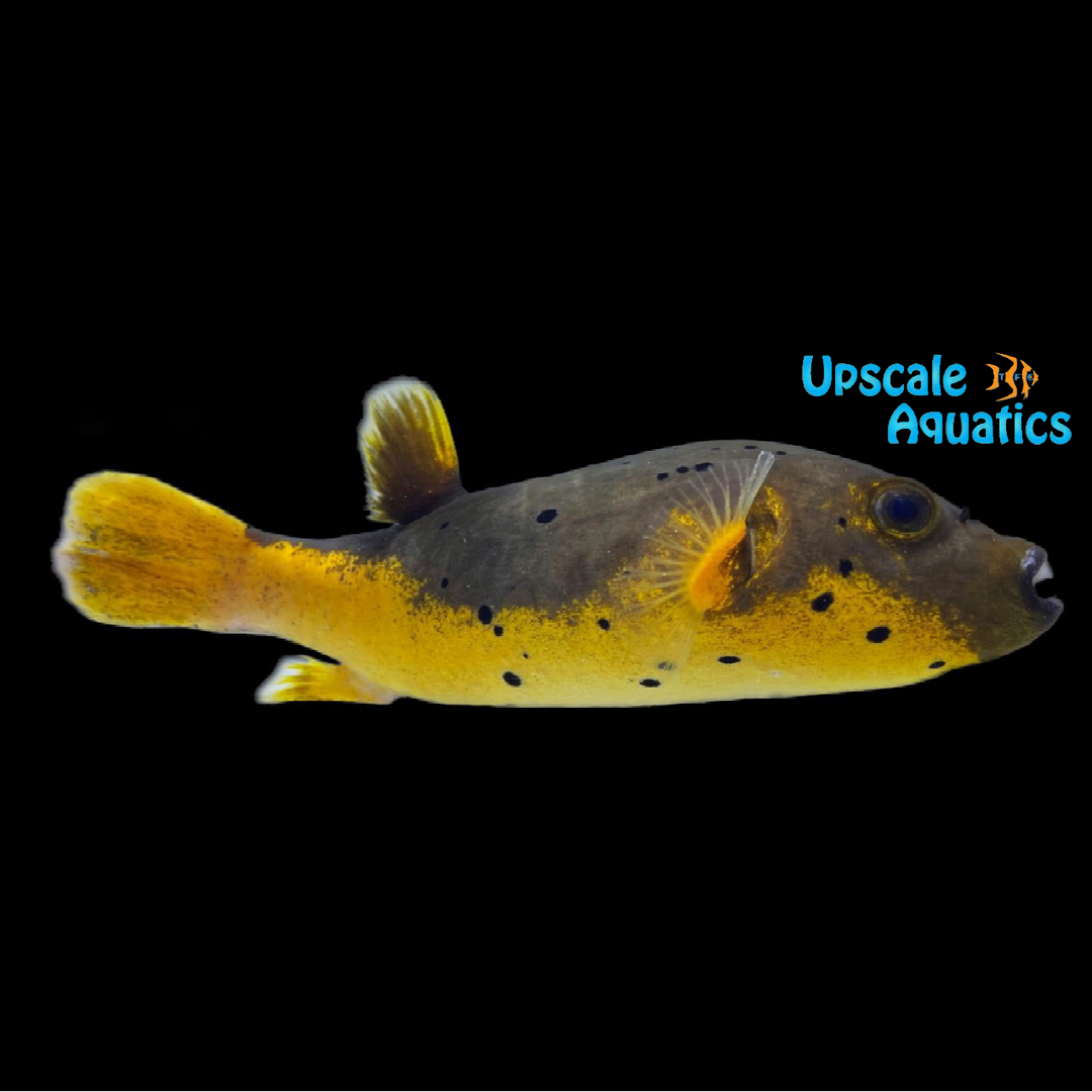 Golden Belly Dogface Puffer (Arothron nigropunctatus)