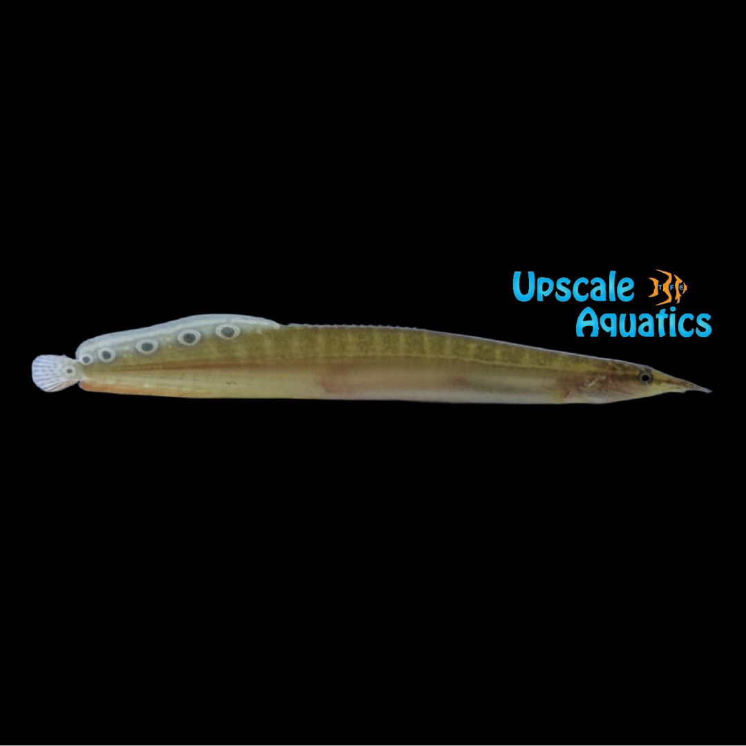 Peacock Eel (Macrognathus siamensis)