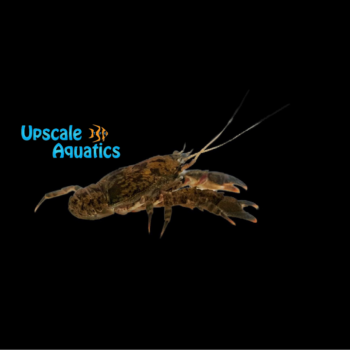 Freshwater Squat Lobster (Aeglas patensis)