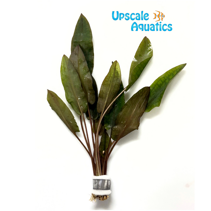 Hudoroi Crypt. (Cryptocoryne hudoroi)