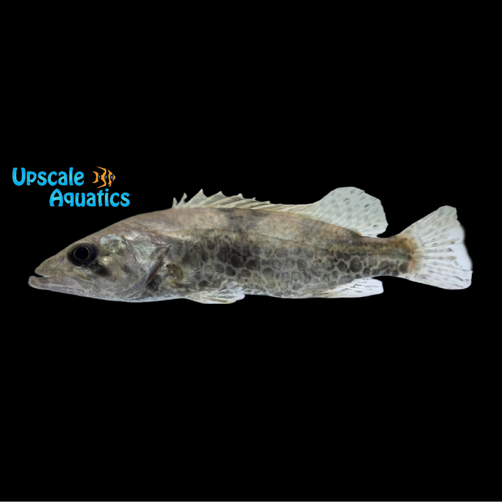 Leopard Mandarin Perch (SIniperca scherzeri)