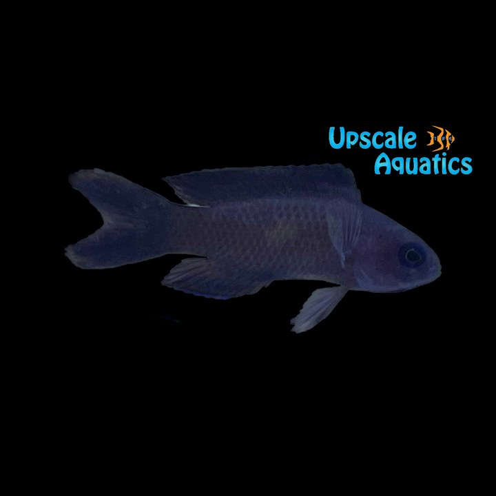 Macneill's Blue Assessor Basslet (Assessor macneilli)