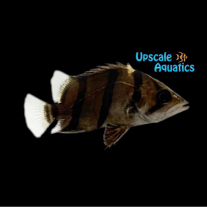 NTT 'Thinbar' Datnoid (Datnioides undecimradiatus) – Upscale Aquatics