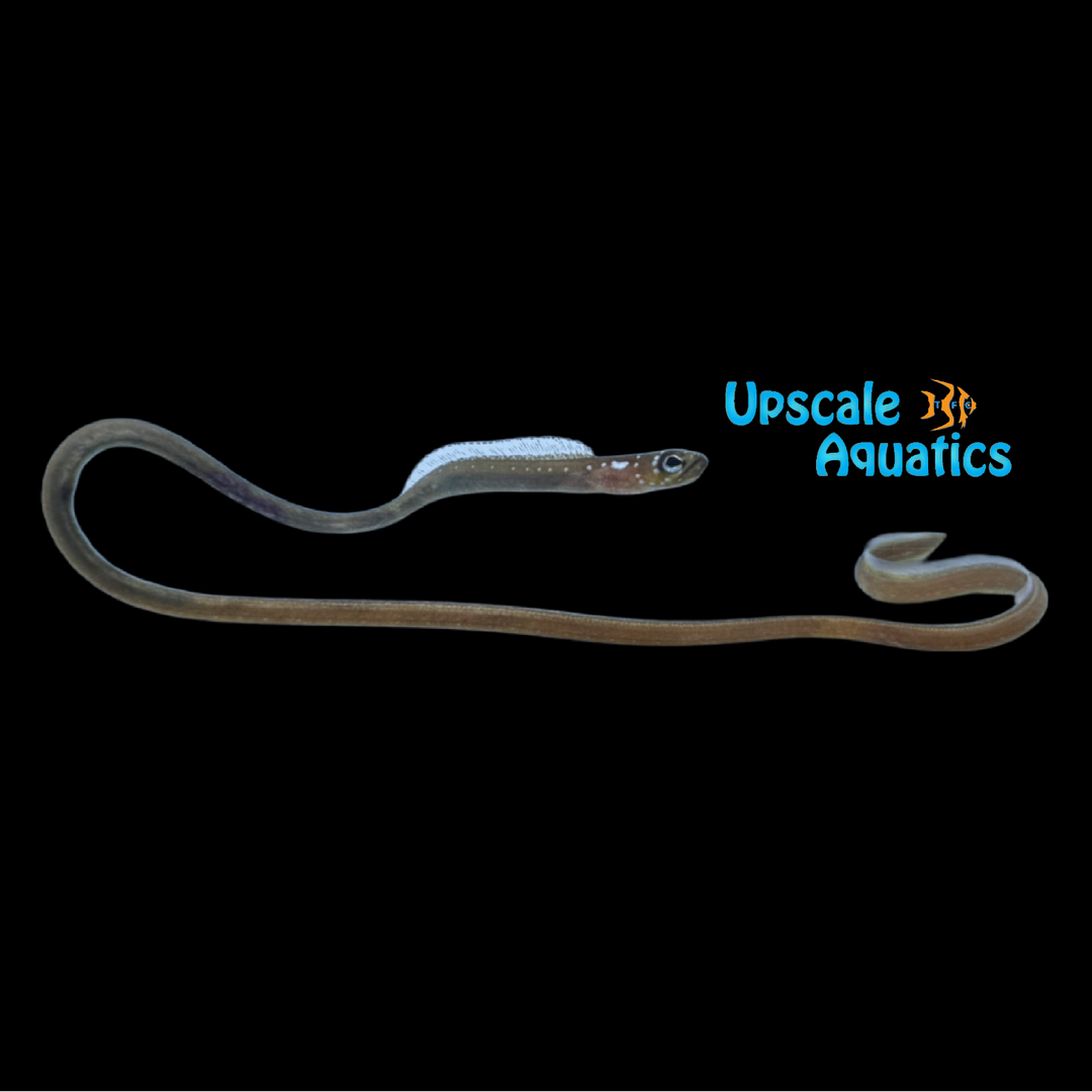 Whitespotted Garden Eel (Gorgasia maculata)