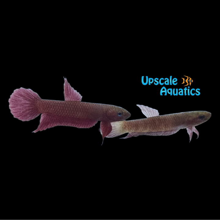 Api Api 'Jade' Betta - Wild (Betta sp. Api Api Jade)
