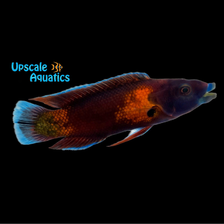 Northern Tubelip Wrasse (Labropsis manabei)