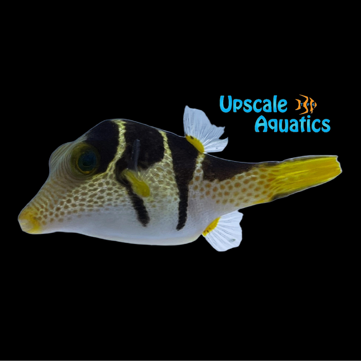 Valentini Puffer (Canthigaster valentini)