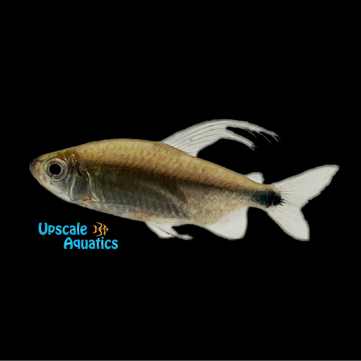 African Blue Diamond Tetra (Alestopetersius smykalai)