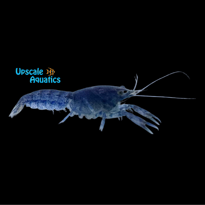 Brazos Dwarf Lobster (Cambarellus texanus)