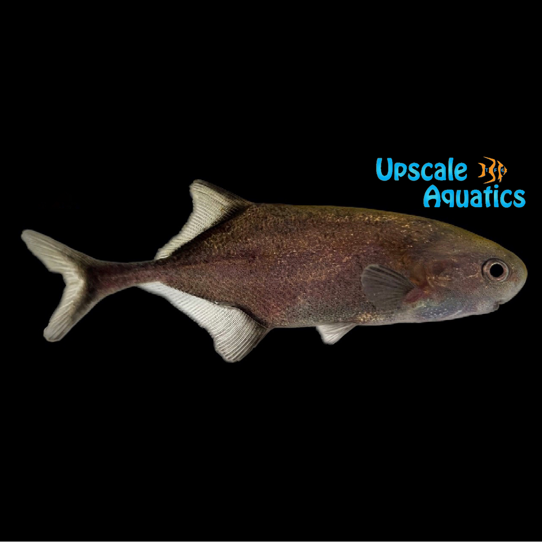 Roundnose Mormyrid (Petrocephalus simus)