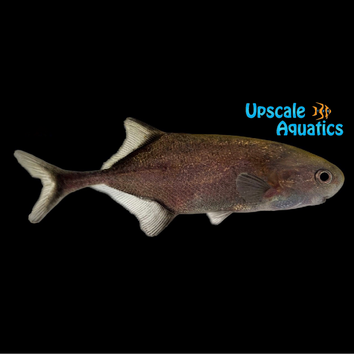 Roundnose Mormyrid (Petrocephalus simus)