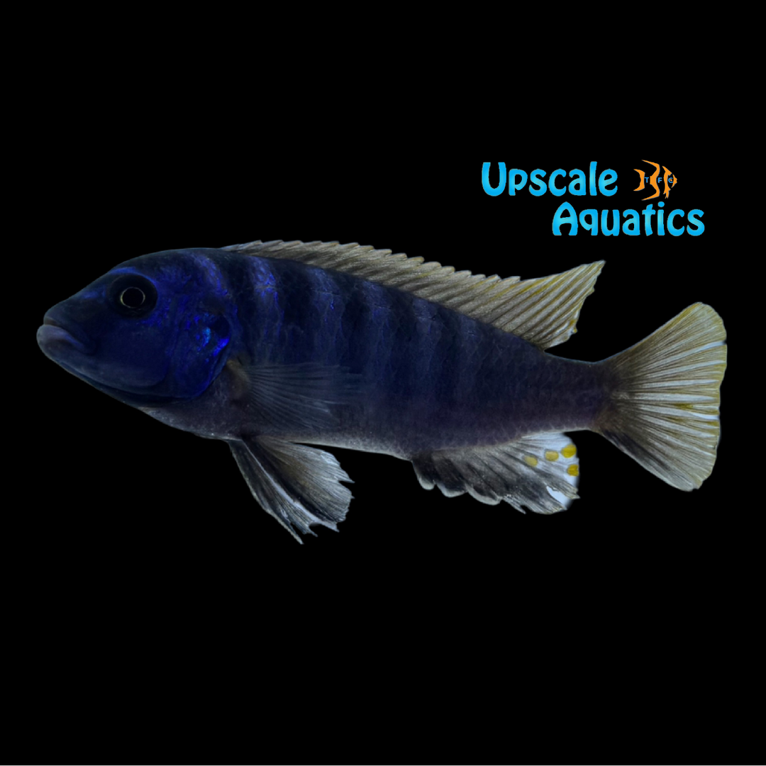 Elongatus Cichlid (Chindongo elongatus)