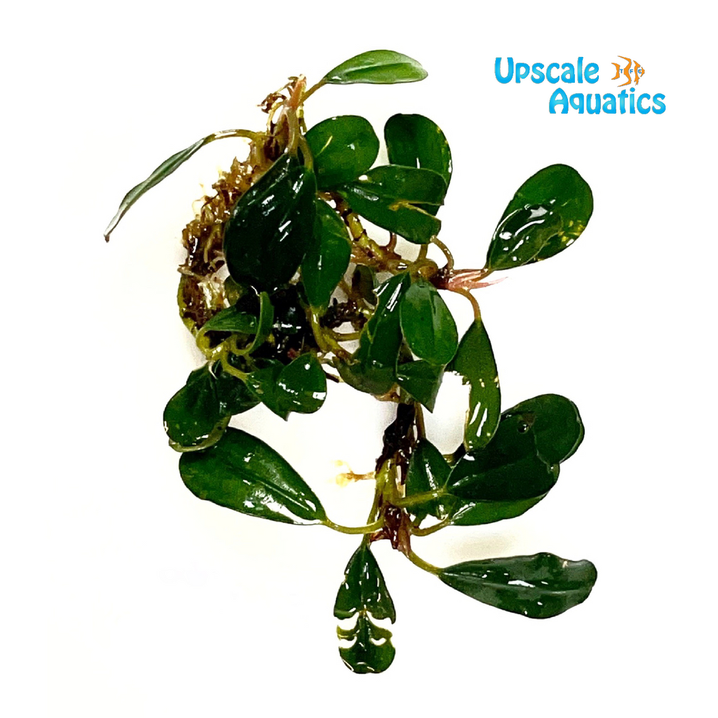 Bucephalandra sp Black Pearl ブセファランドラ・ブラックパール