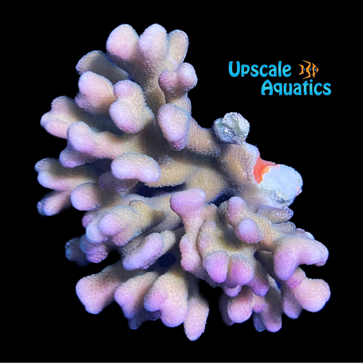 Pink Stylophora Coral (Stylophora sp.)