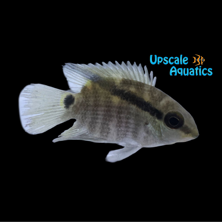 Peru Festivum Cichlid (Mesonauta mirificus)