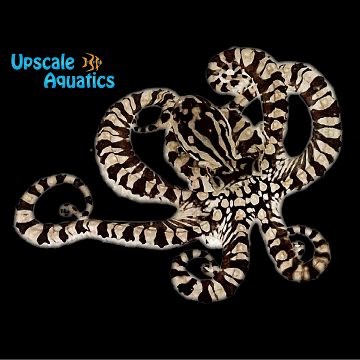 Mimic Octopus (Thaumoctopus mimicus)