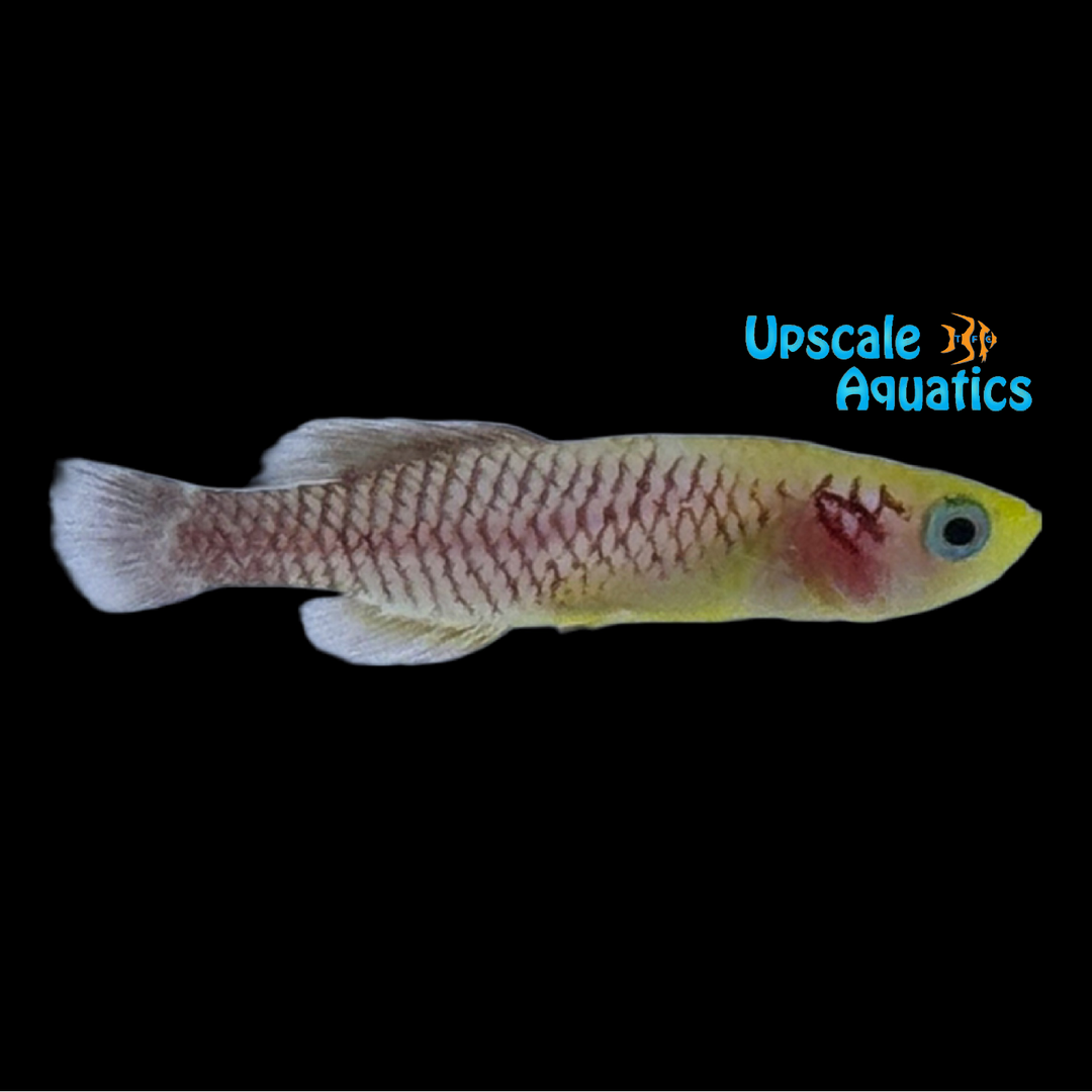 Gold Guenther's Killifish (Nothobranchius guentheri)