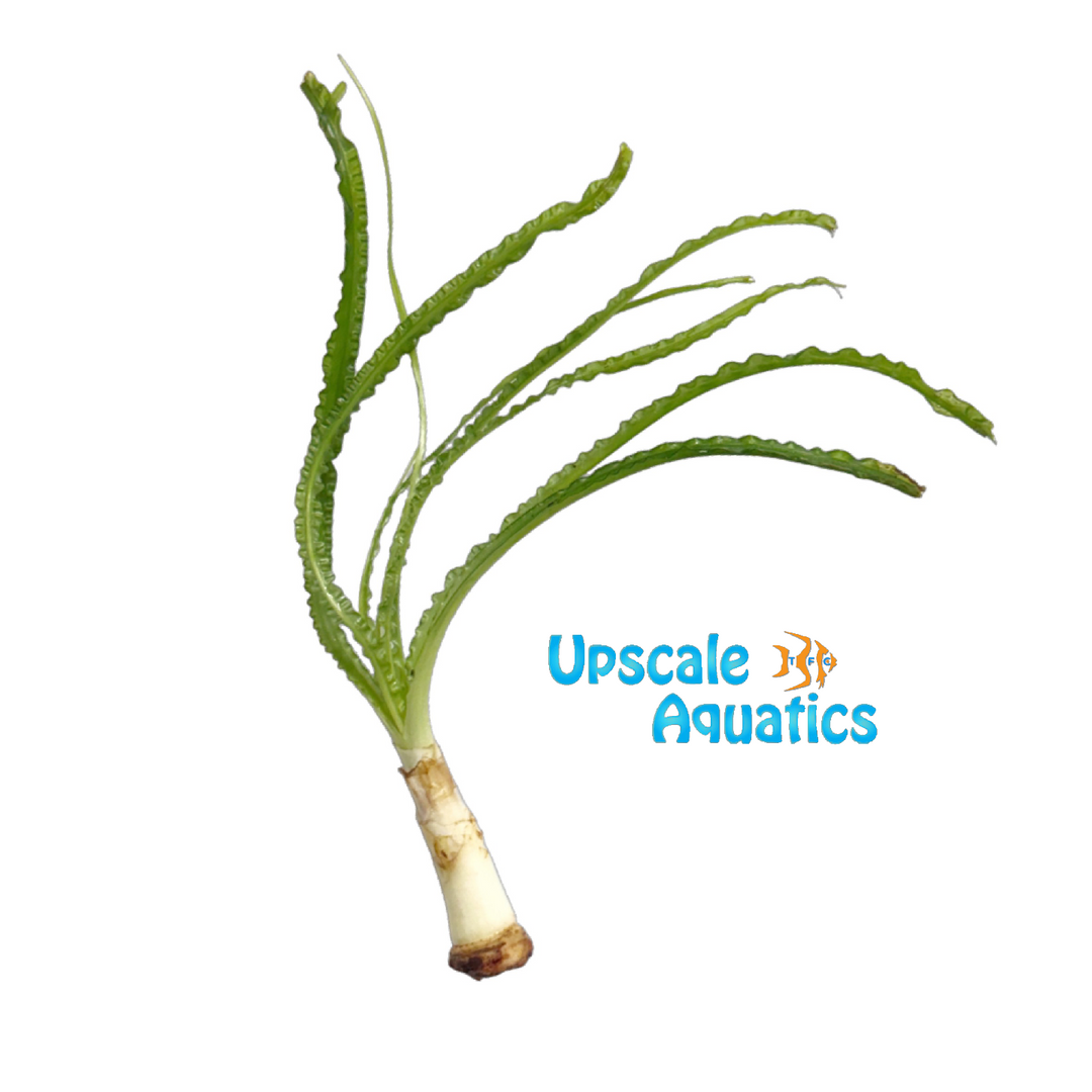 Crinum Aquatica