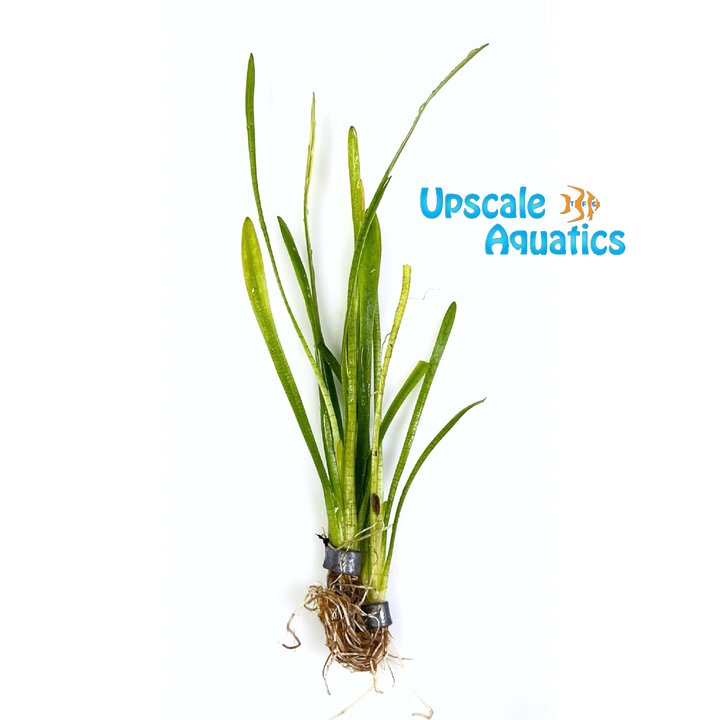 Dwarf Sagittaria (Sagittaria subulata)