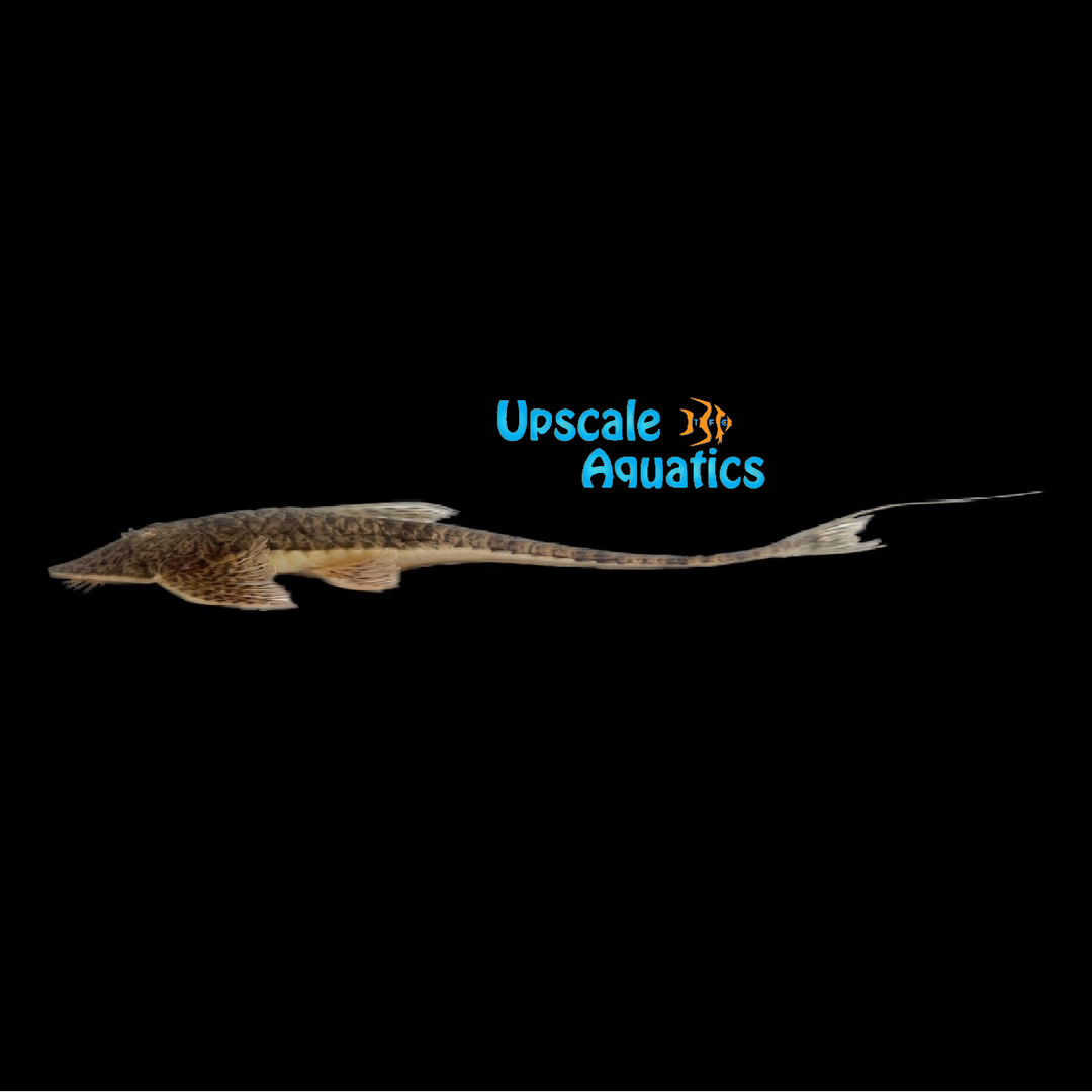 Dragon Loricaria Catfish (Rhadinoloricaria sp. 'Caqueta')