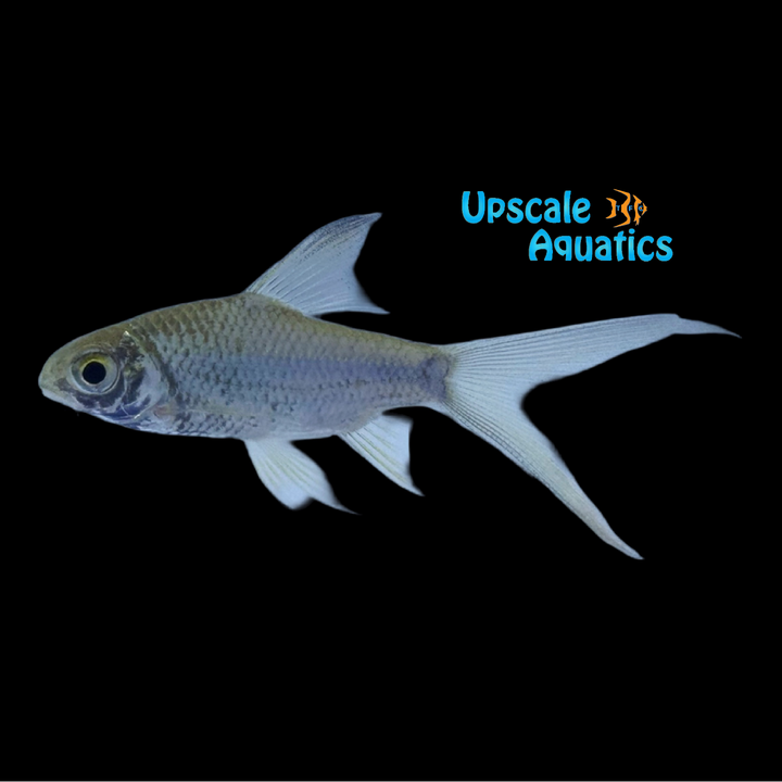 Longfin Tinfoil Barb (Barbonymus altus)