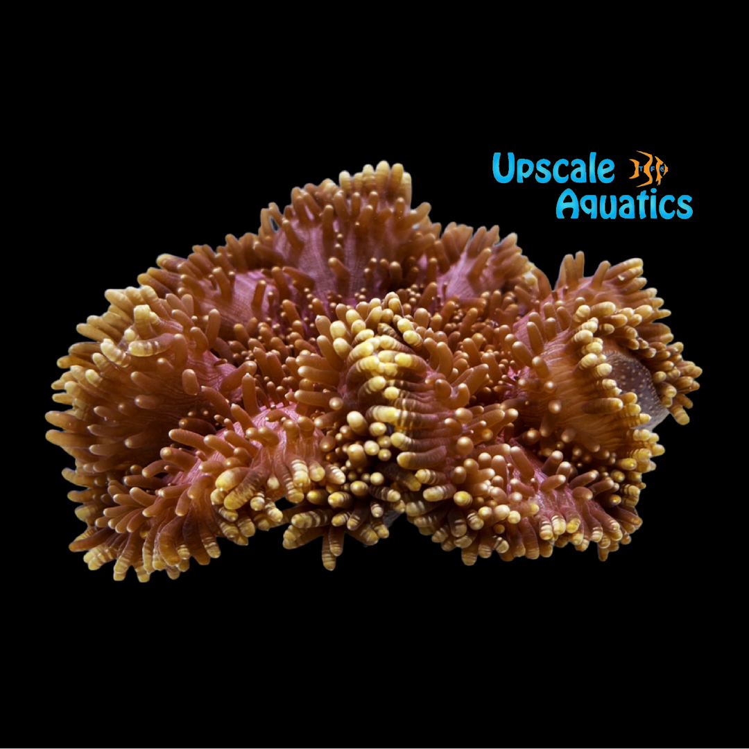Red Sebae Anemone (Heteractis crispa)