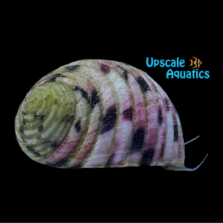 Bleeding Tooth Saltwater Nerite Snail (Nerita peloronta)
