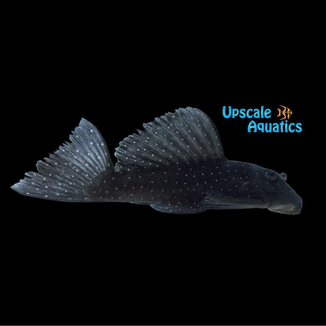 Peppermint Pleco L030 (Spectracanthicus punctatissimus)