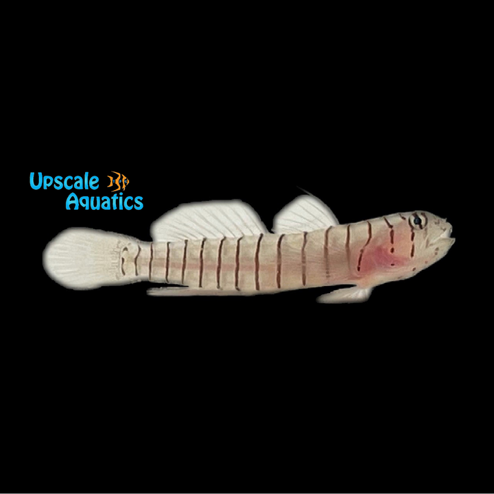 Tiger Goby (Tigrigobius macrodon)