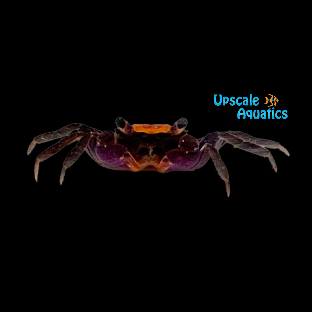 Orange Back Crab (Geosesarma sp.)