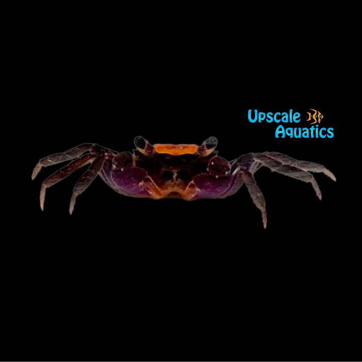 Orange Back Crab (Geosesarma sp.)