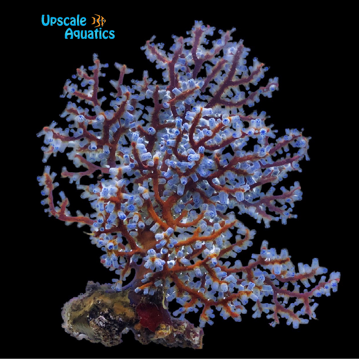 Blueberry Gorgonian (Acalycigorgia sp.) – Upscale Aquatics