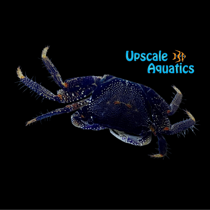 African Mangrove Crab (Goniopsis pelii)