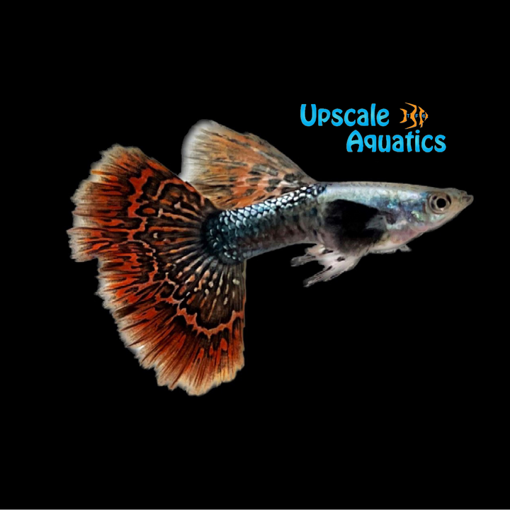 Highfin Dumbo Red Dragon Guppy (Poecilia reticulata)