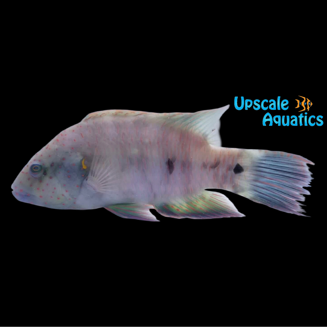 Broomtail Wrasse (Cheilinus lunulatus)