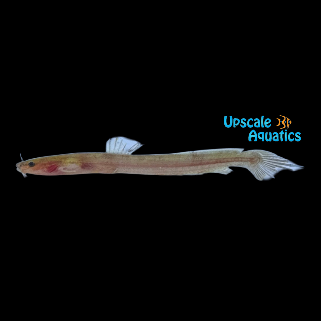 Indian Bannertail Catfish (Olyra longicaudata)