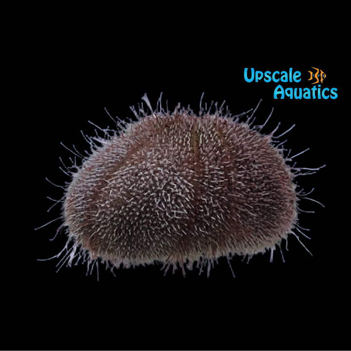 Red Heart Urchin (Meoma ventricosa)