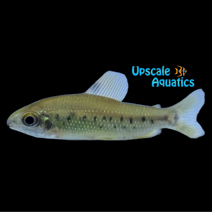 Dwarf Distichodus (Distichodus decemmaculatus)