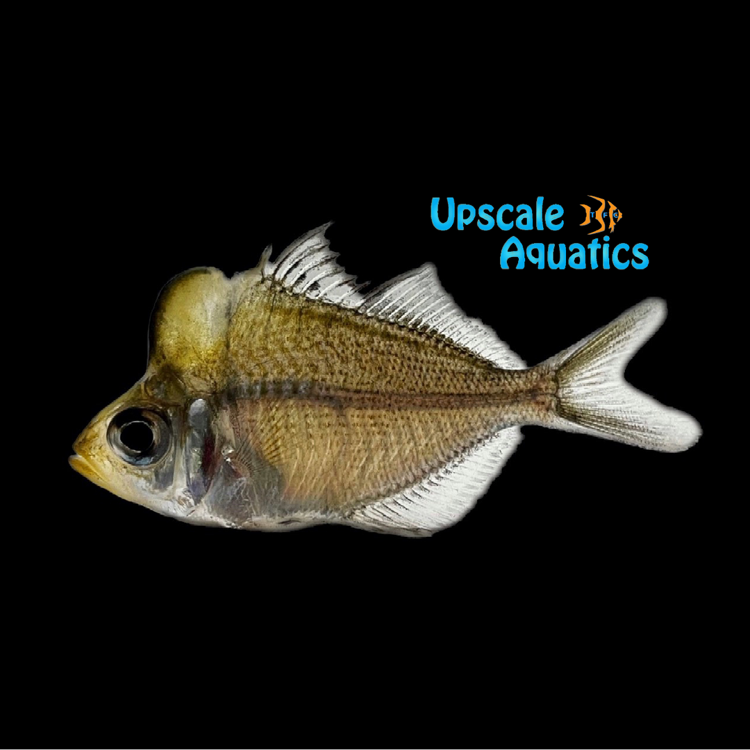 Humphead Glassfish (Parambassis pulcinella)