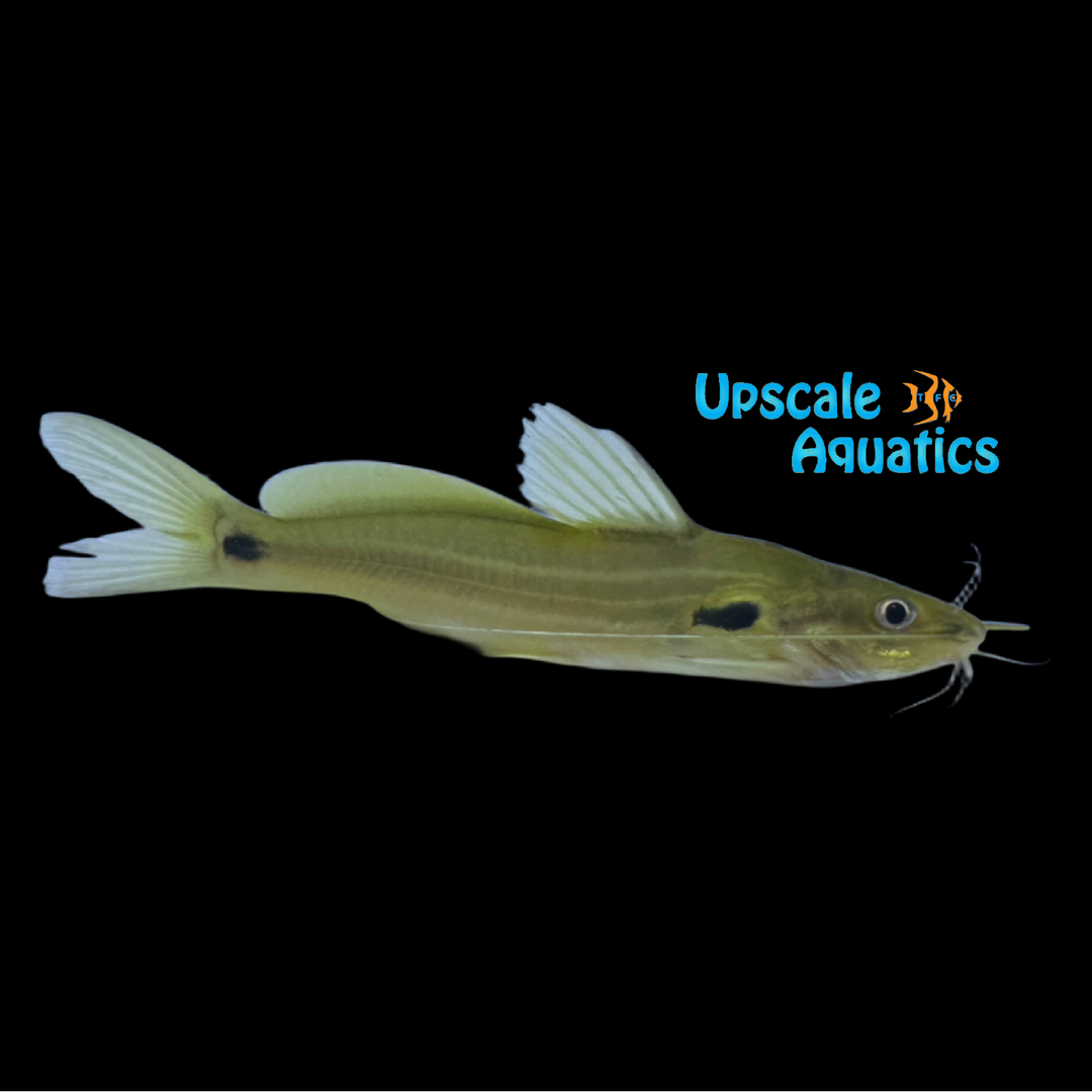 Meetan Catfish (Mystus rufescens)
