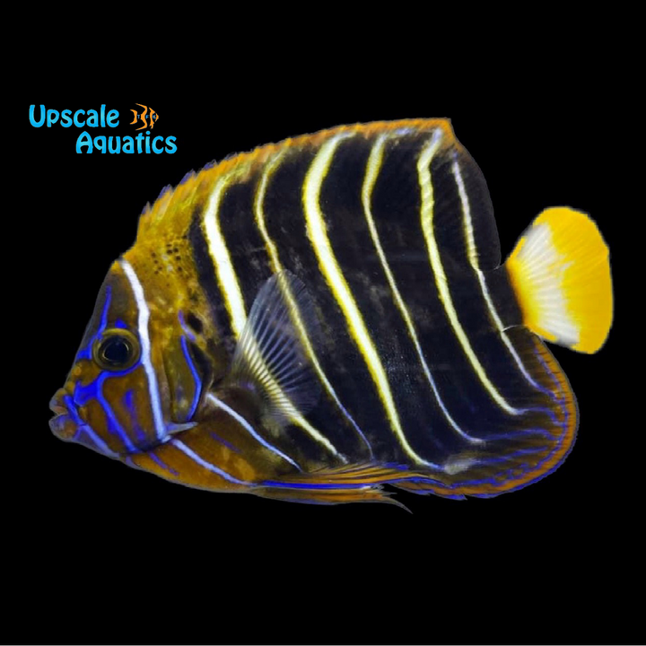 Chrysurus Angelfish - Adult (Pomacanthus chrysurus)