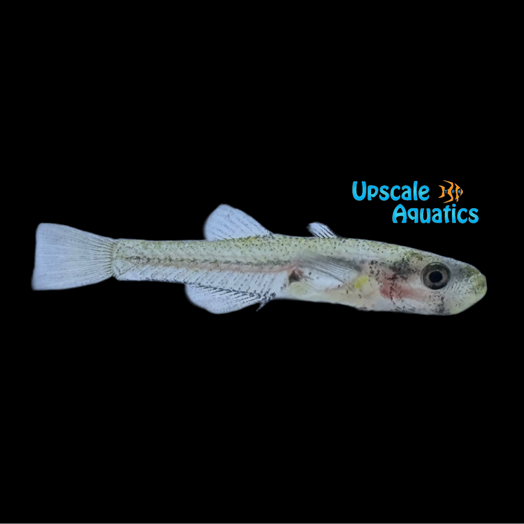 Sumatran Glass Goby (Gobiopterus cf. chuno 'Sumatra')